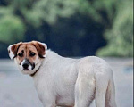 Собаки в Москве: Белый метис лабрадора Бэль в добрые руки Девочка, 1 руб. - фото 5