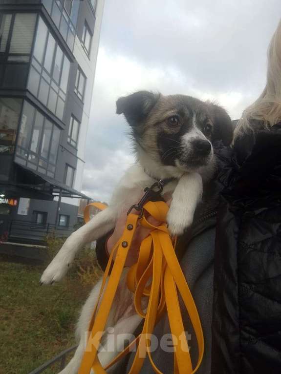 Собаки в Санкт-Петербурге: Маленькая ласковая собачка, 5 месяцев Девочка, Бесплатно - фото 2