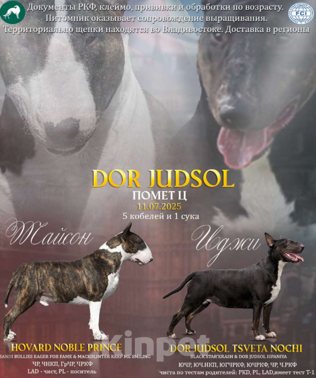 Собаки в Москве: Очень перспективные щенки стандартного бультерьера от здоровой и красивой пары чемпионов Мальчик, 90 000 руб. - фото 3
