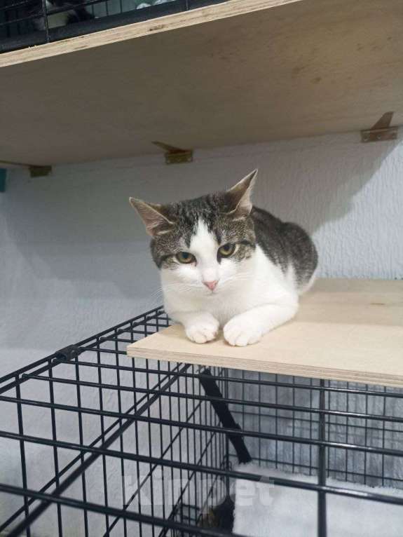 Кошки в Мурином: Ищем дом для умной, любознательной и невероятно живой кошечки! Девочка, Бесплатно - фото 1