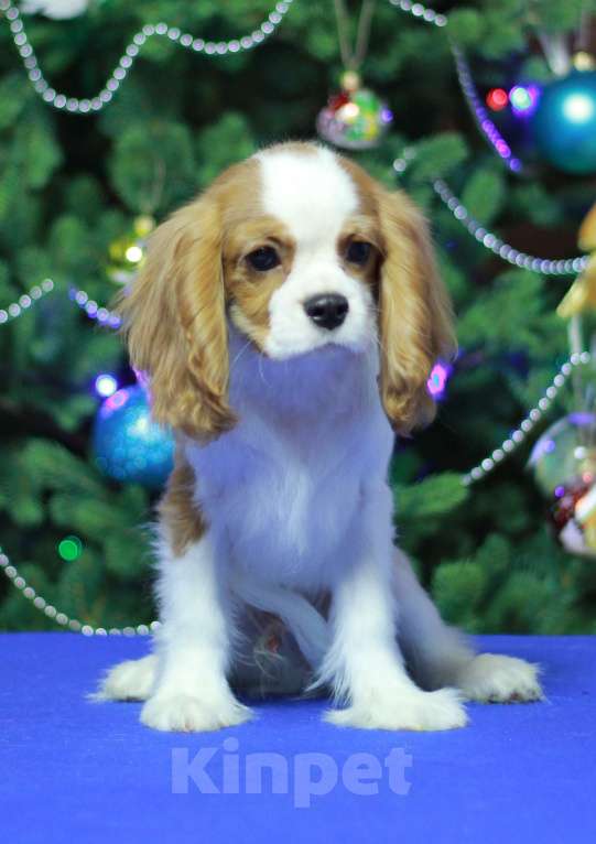 Собаки в Люберцах: Кавалер Кинг Чарльз спаниель  Мальчик, 120 000 руб. - фото 3