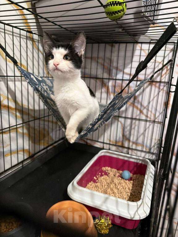 Кошки в Москве: котенок Сирена ищет дом Девочка, Бесплатно - фото 1