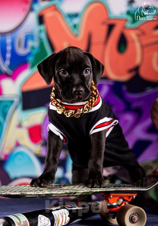 Собаки в Ульяновске: Американский питбультерьер, щенок Мальчик, Бесплатно - фото 5