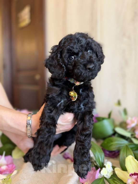 Собаки в других городах Московской области: Австралийский лабрадудль Девочка, 150 000 руб. - фото 1
