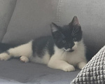 Кошки в Краснодаре: Котенок в добрые руки Мальчик, Бесплатно - фото 2