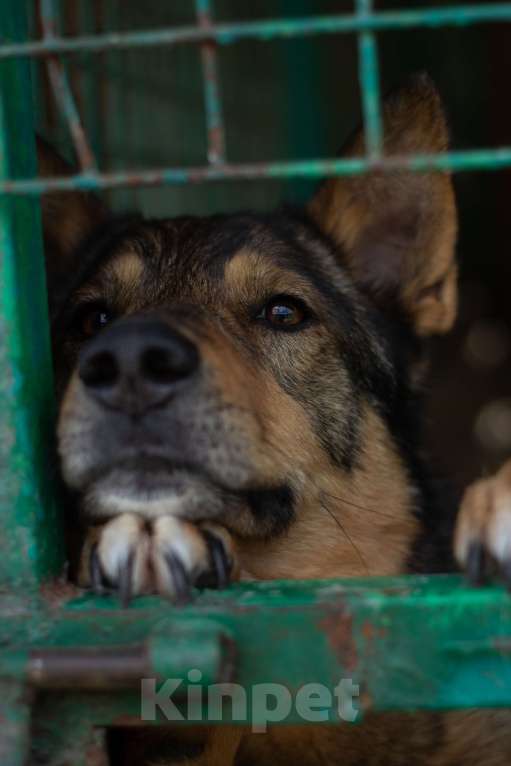Собаки в Москве: Маркиз Мальчик, Бесплатно - фото 4