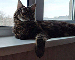 Кошки в Саратове: Вязка мейн-кун, 1 000 руб. - фото 3
