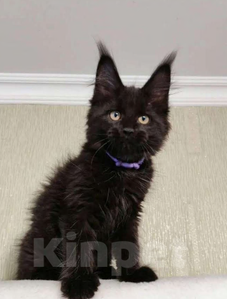 Кошки в Санкт-Петербурге: Котята Мейн кун Девочка, Бесплатно - фото 2