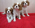 Собаки в Москве: Кавалер Кинг Чарльз спаниель Мини и стандарт  Девочка, 110 000 руб. - фото 3