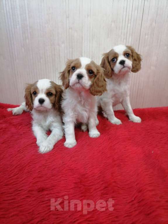 Собаки в Москве: Кавалер Кинг Чарльз спаниель Мини и стандарт  Девочка, 110 000 руб. - фото 3