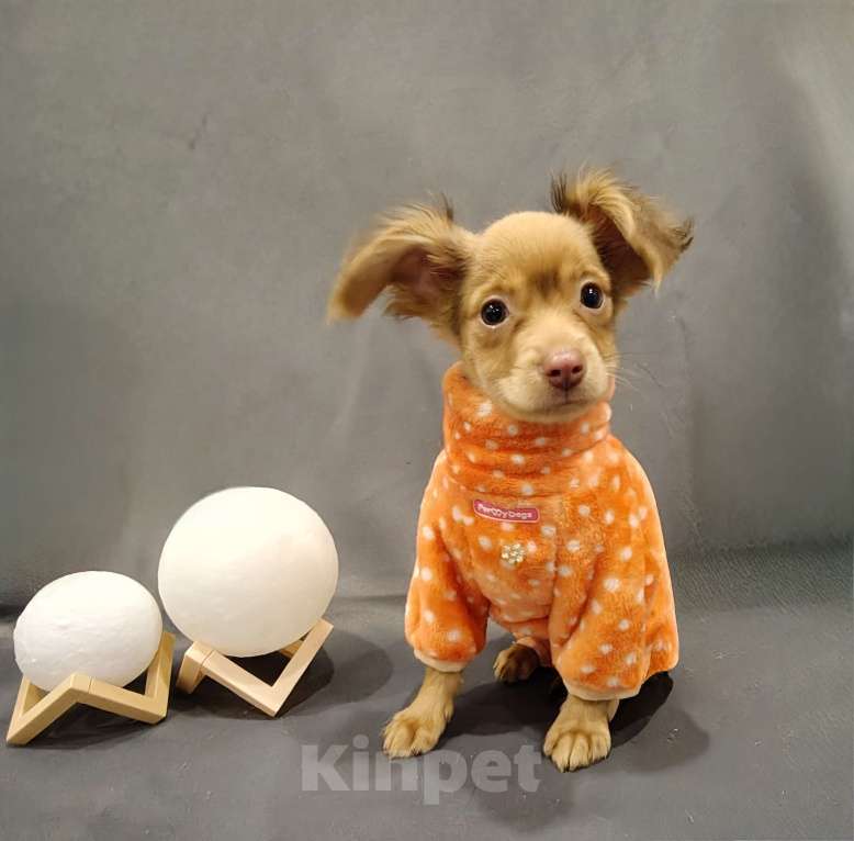 Собаки в Тюмени: Мальчик Тойчик🥰 Мальчик, 40 000 руб. - фото 2