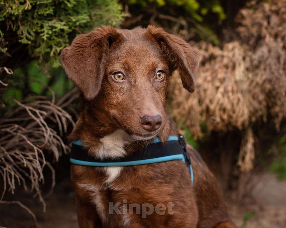 Собаки в Волоколамске: Шоколадное чудо в поисках дома Девочка, Бесплатно - фото 1
