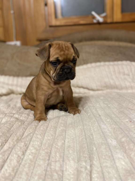 Собаки в Санкт-Петербурге: Красотка француженка  Девочка, 40 000 руб. - фото 3