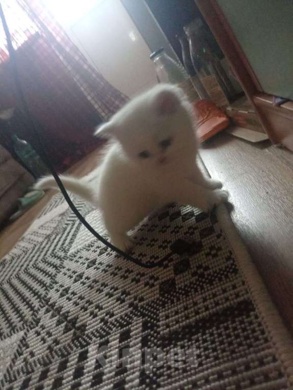 Кошки в Брянске: продаю котят Мальчик, Бесплатно - фото 1