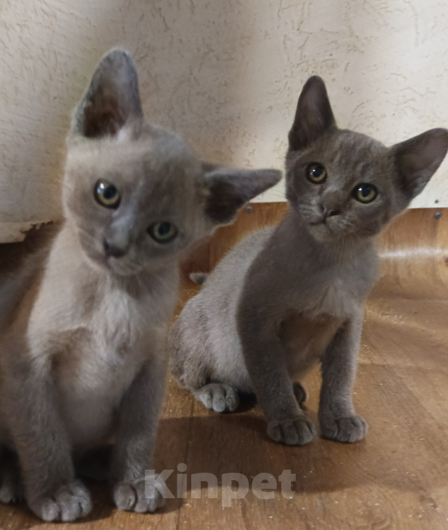 Кошки в других городах Владимирской области: Бурманские котята Мальчик, 45 000 руб. - фото 3