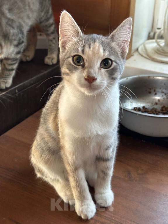 Кошки в Москве: Мия Девочка, Бесплатно - фото 2
