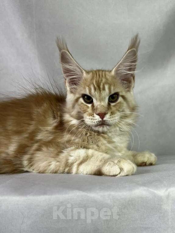 Кошки в Москве: Мейн-кун котята Девочка, 35 000 руб. - фото 3