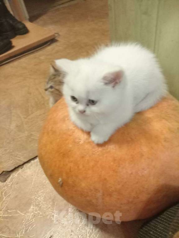 Кошки в Брянске: продаю котят Мальчик, Бесплатно - фото 2