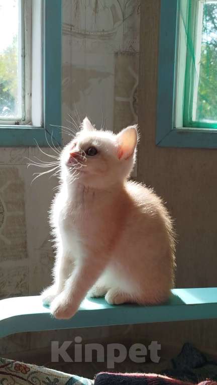 Кошки в Москве: Британская кошка 2 месяца Девочка, 9 500 руб. - фото 4