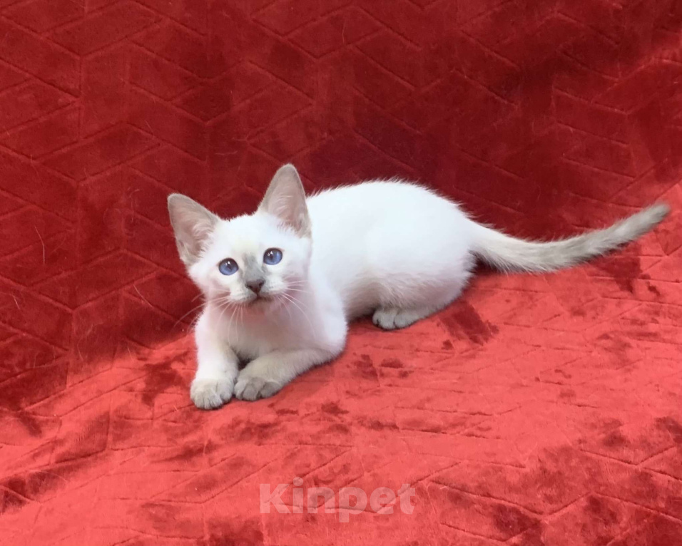 Кошки в Москве: ✨Тайские котята, блю-пойнт и лайлак-пойнт, 3 месяца ✨ Мальчик, Бесплатно - фото 3
