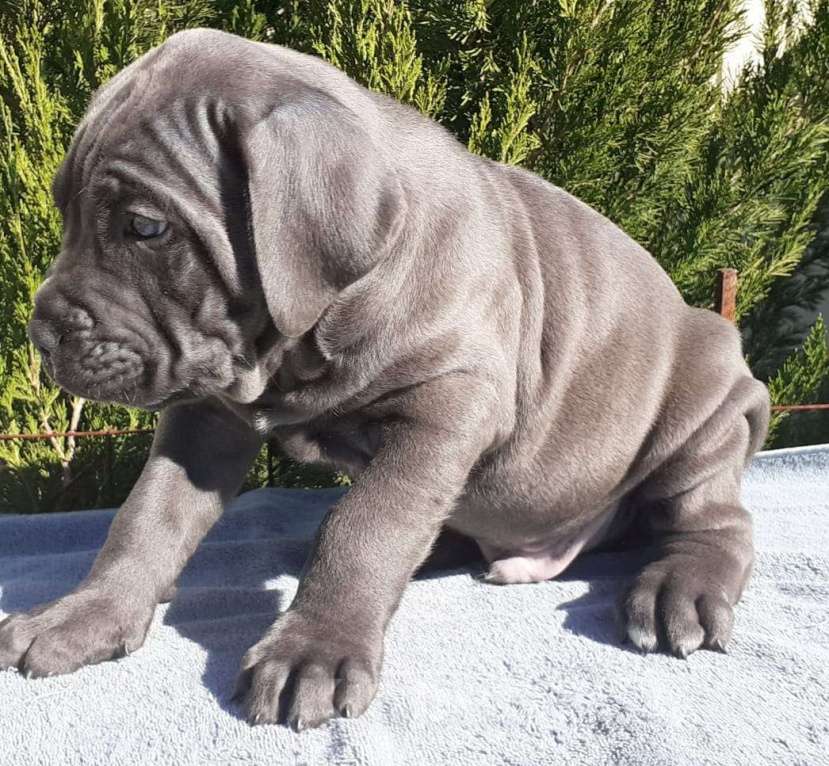 Собаки в Ростове-на-Дону: Щенки Кане Корсо (дети чемпионов) Мальчик, 60 000 руб. - фото 1