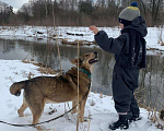 Собаки в Москве: Мэтью Мальчик, Бесплатно - фото 4