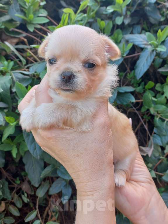 Собаки в Краснодаре: Щенки чихуахуа Девочка, Бесплатно - фото 6