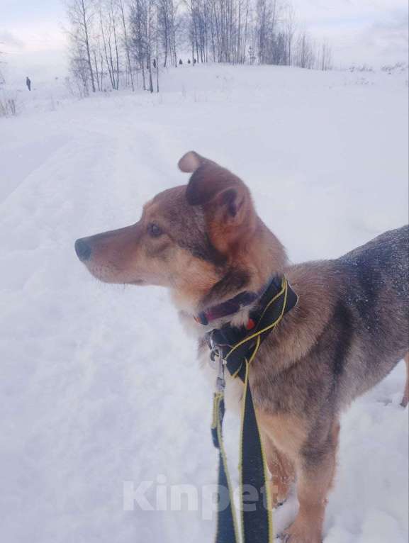 Собаки в Санкт-Петербурге: Небольшая домашняя собачка ищет дом Девочка, Бесплатно - фото 8