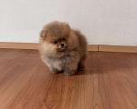 Собаки в Санкт-Петербурге: Мини мальчик померанского шпица , Марти Мальчик, 60 000 руб. - фото 1