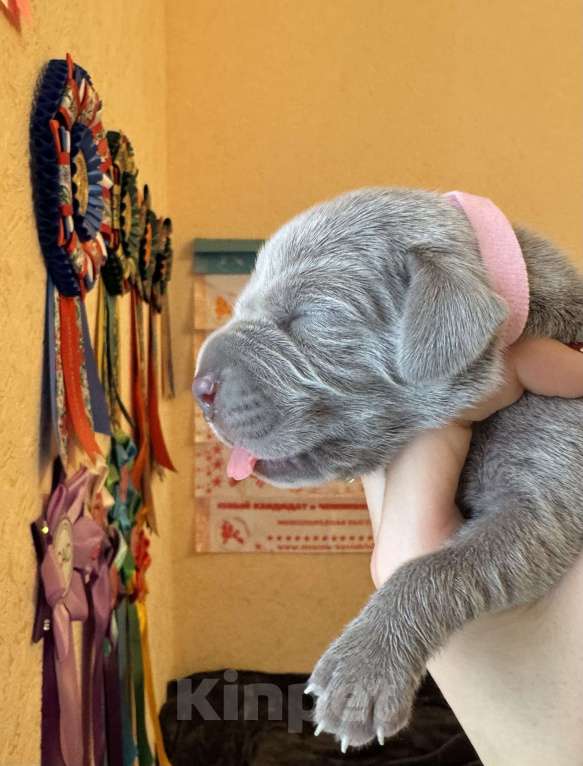 Собаки в Видном: Щенки Веймаранера Мальчик, 80 000 руб. - фото 1