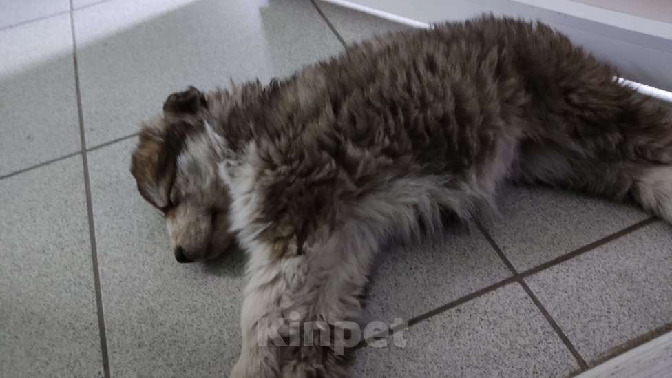 Собаки в других городах Самарской области: Щенок 2 Девочка, Бесплатно - фото 3