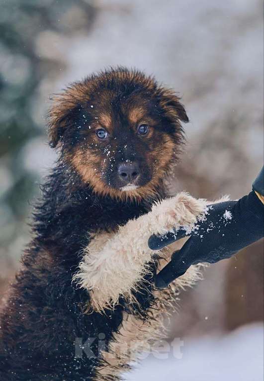 Собаки в Наро-Фоминске: Потап якутенок из ппбж  Мальчик, Бесплатно - фото 4