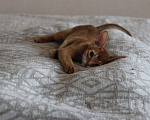 Кошки в Иркутске: Здравствуйте уважаемые любители кошек Девочка, 35 000 руб. - фото 3