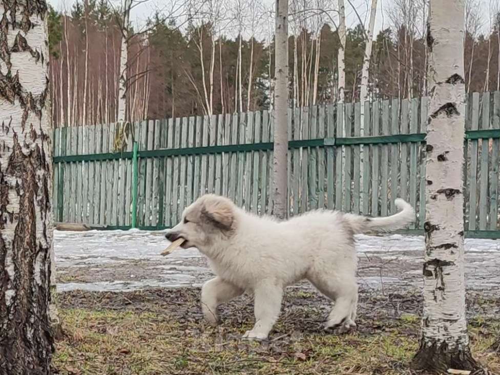 Собаки в других городах Ленинградской области: Пиренейская горная собака Девочка, Бесплатно - фото 1