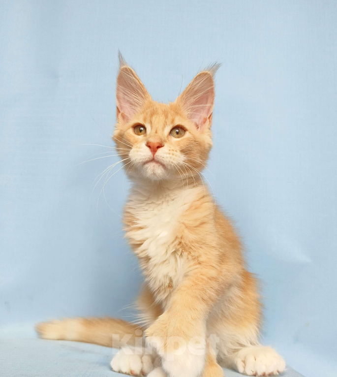 Кошки в Москве: Мейн-Кун полидакт Девочка из питомника Девочка, 60 000 руб. - фото 2