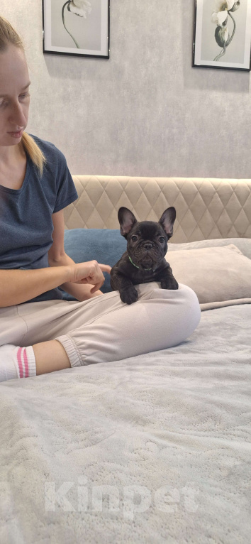 Собаки в Щелково: Милый щенок французского бульдога Мальчик, Бесплатно - фото 3