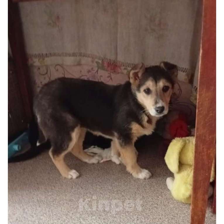 Собаки в Казани: Щенок Мальчик, Бесплатно - фото 1