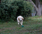 Собаки в Воронеже: Шикарный щенок золотистого ретривера  Мальчик, 40 000 руб. - фото 8
