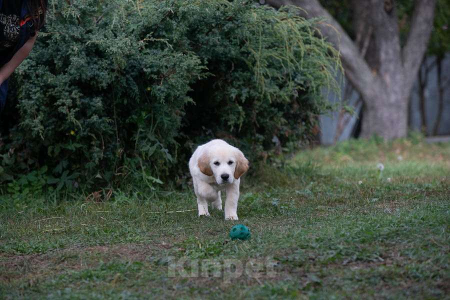 Собаки в Воронеже: Шикарный щенок золотистого ретривера  Мальчик, 60 000 руб. - фото 8