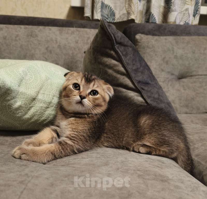 Кошки в Москве: Шотландские котята  Девочка, 10 000 руб. - фото 2