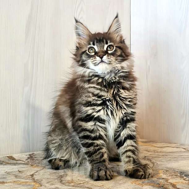 Кошки в других городах Ярославской области: Котята Мейн кун Девочка, Бесплатно - фото 3