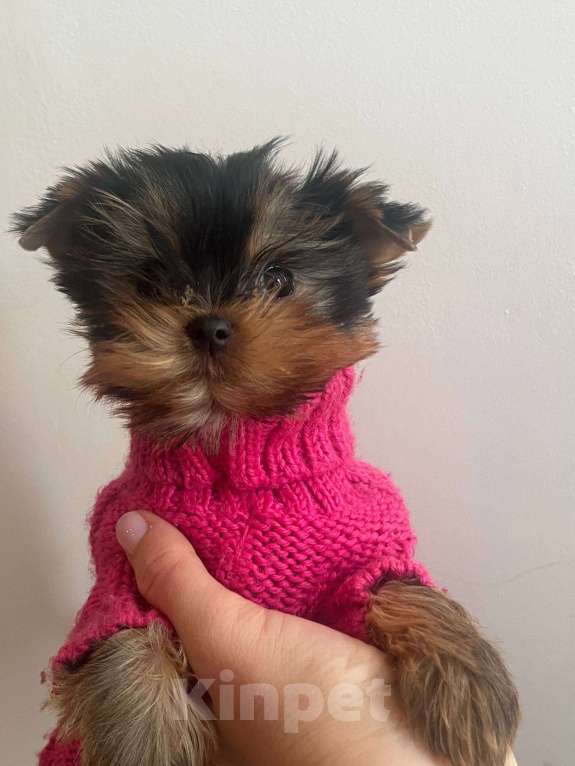 Собаки в Санкт-Петербурге: Щенки йоркширского терьера Девочка, Бесплатно - фото 5