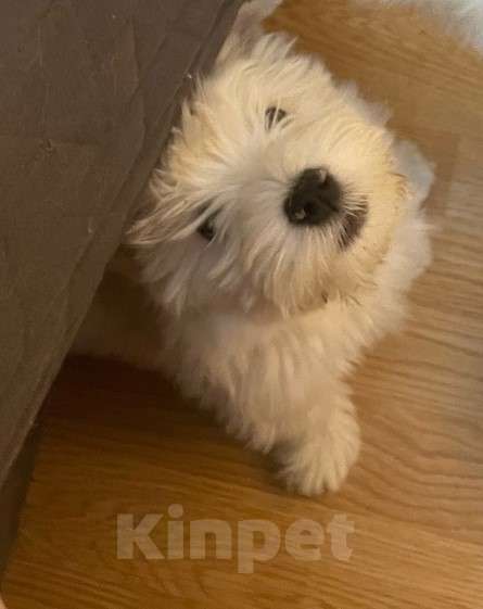 Собаки в Москве: Лучшие весты РКФ Мальчик, Бесплатно - фото 5