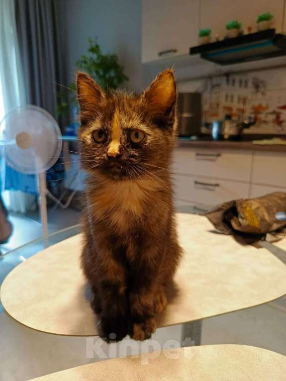 Кошки в Москве: Отдам в добрые руки Девочка, Бесплатно - фото 3
