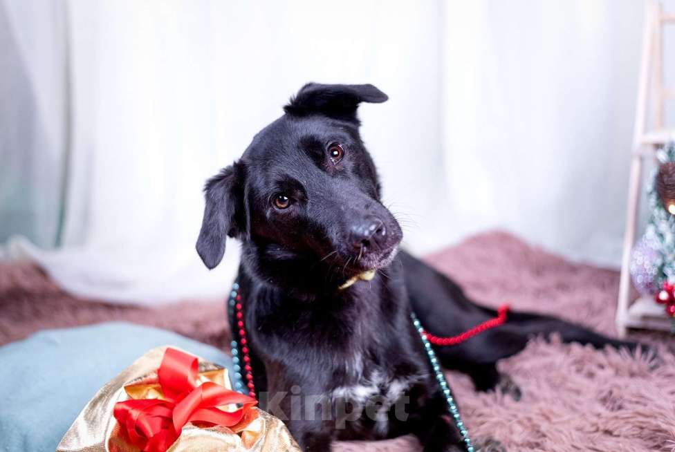 Собаки в других городах Московской области: Малыш в добрые руки  Мальчик, Бесплатно - фото 2