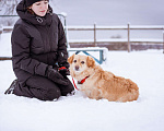 Собаки в Москве: Маленький пёсик ищет дом Мальчик, Бесплатно - фото 3