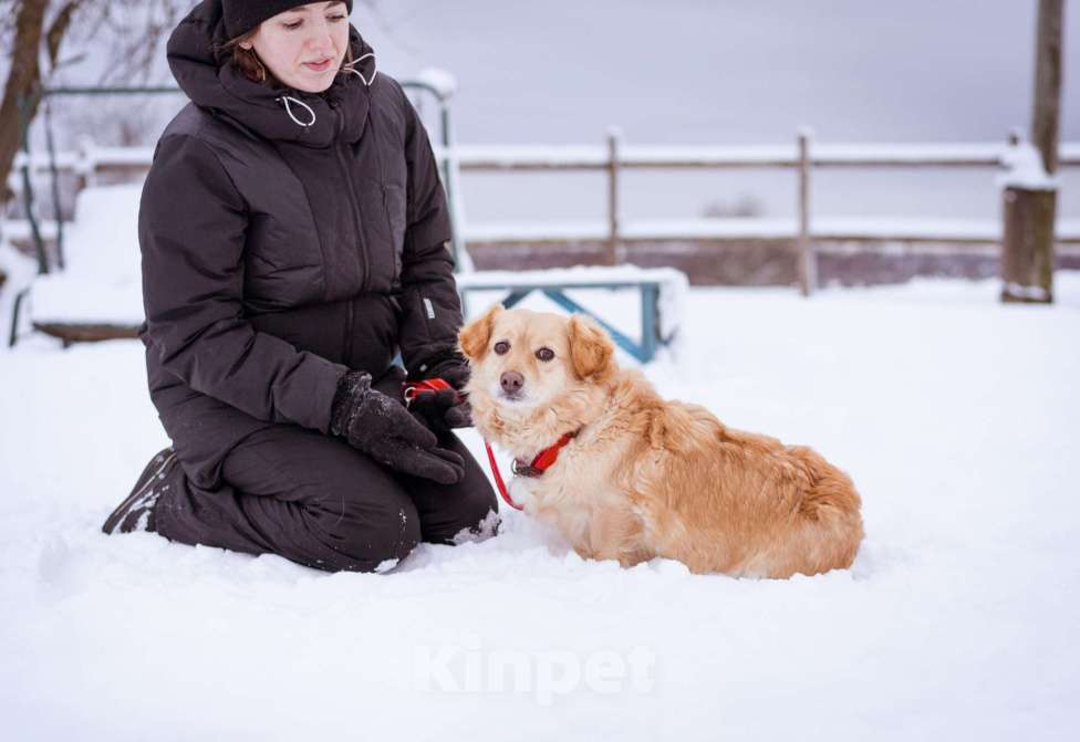 Собаки в Москве: Маленький пёсик ищет дом Мальчик, Бесплатно - фото 3