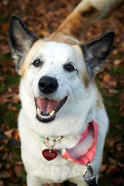 Собаки в Москве: Веселая Берта ищет дом Девочка, Бесплатно - фото 10