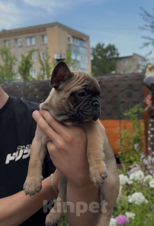 Собаки в Пензе: Французский бульдог щенок мальчик Мальчик, 30 000 руб. - фото 4