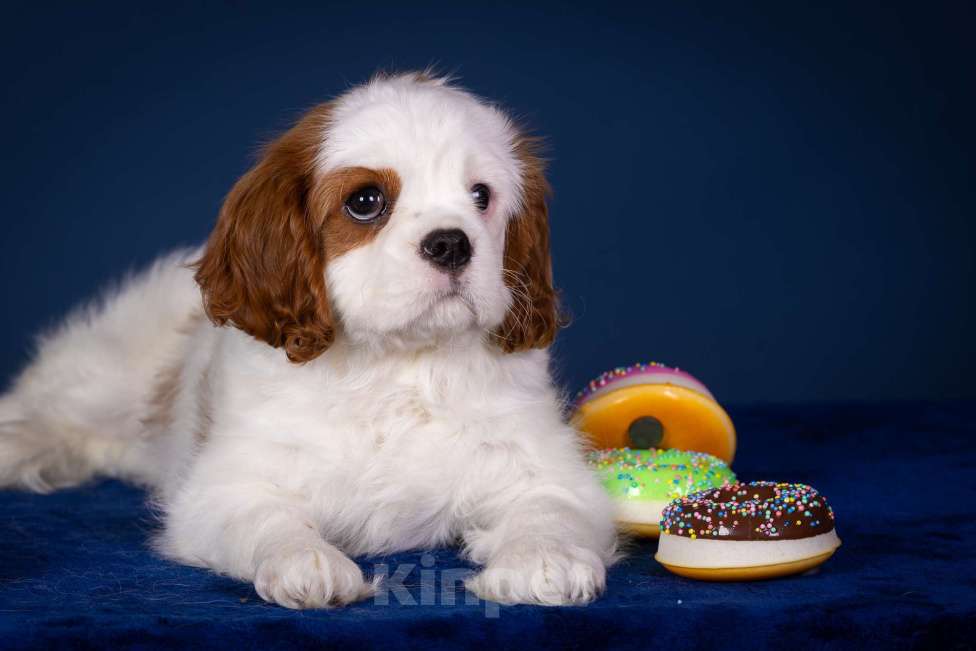 Собаки в Королеве: Кавалер Кинг Чарльз Спаниель девочка  Девочка, 60 000 руб. - фото 2